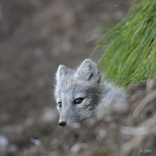Arctic fox hunting