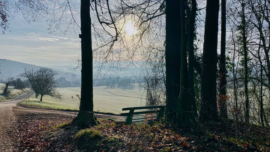 Bench with a view