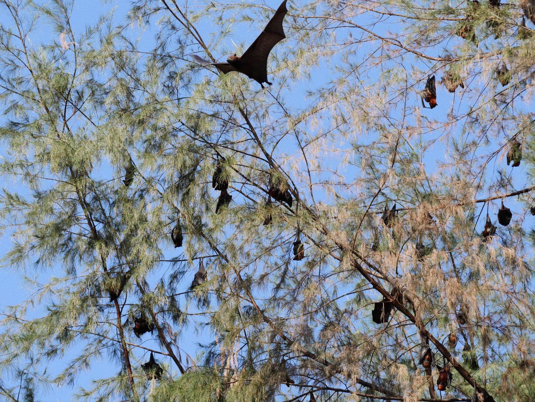 Big Bats, Malaysia