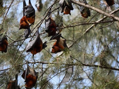 Big Bats