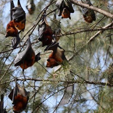 Big Bats, Malaysia