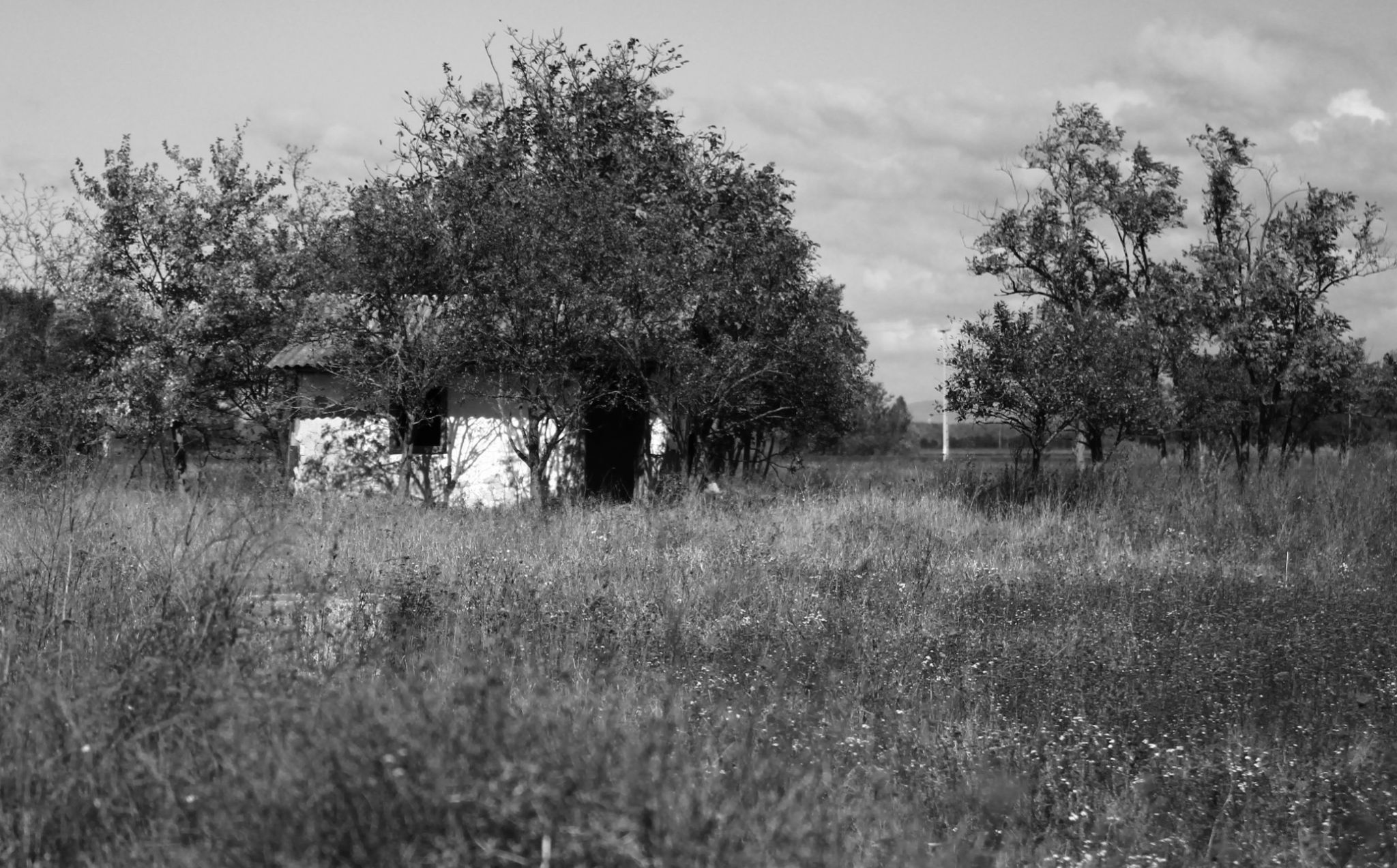 Black and white late summer, Hungary