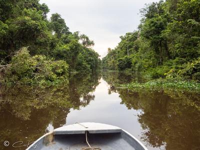 Boat trip along Kinabatangan River through rainforest