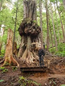 Canada's Gnarliest Tree
