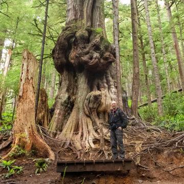 Canada's Gnarliest Tree, Canada
