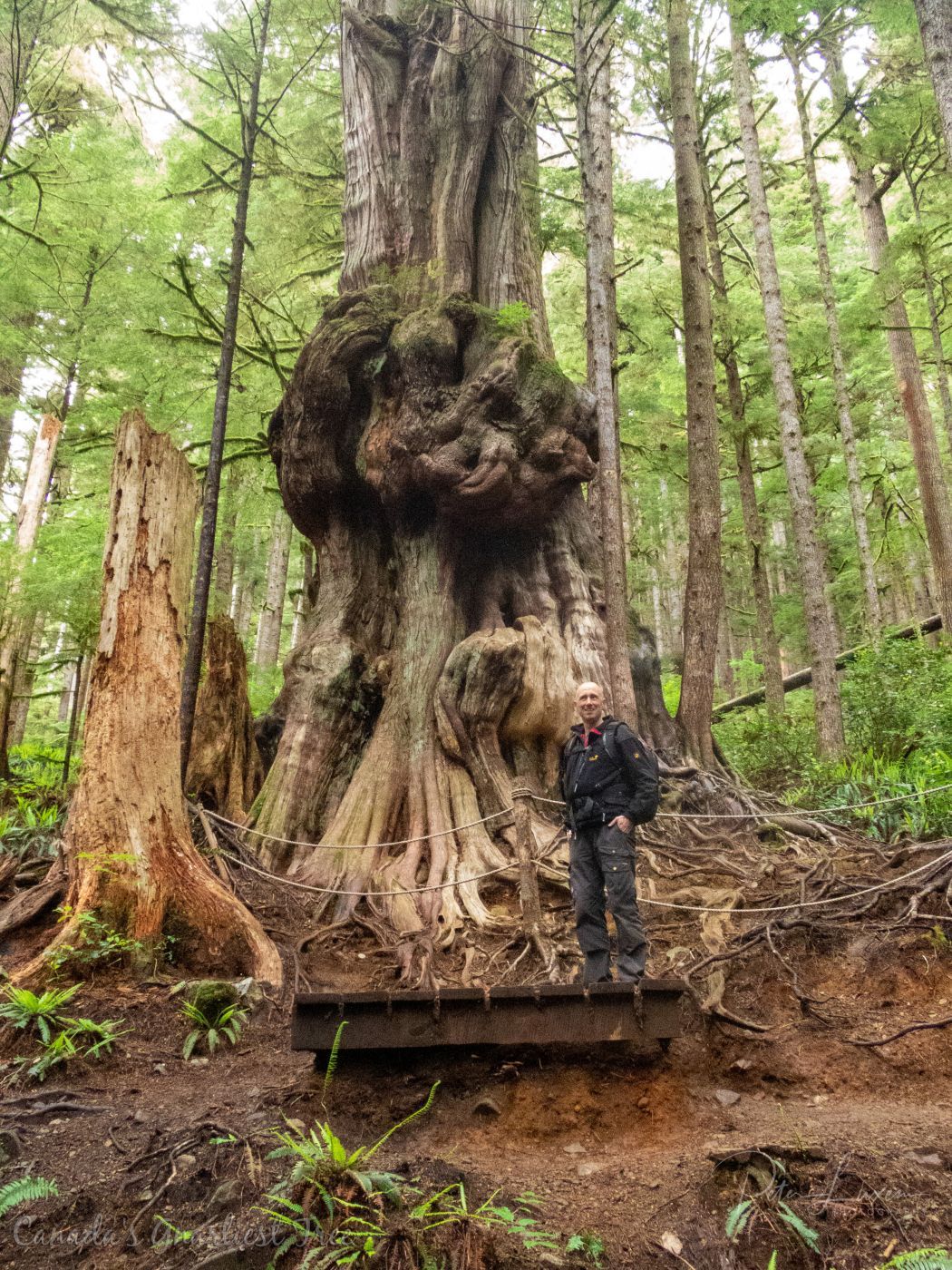 Canada's Gnarliest Tree, Canada