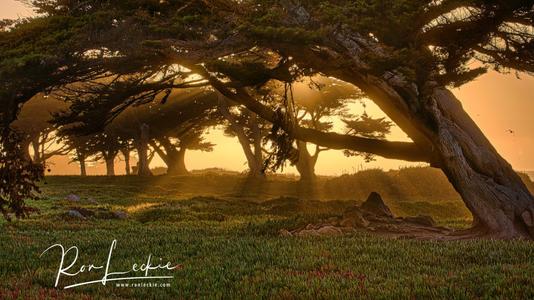 Cypress Trees at Pacific Grove