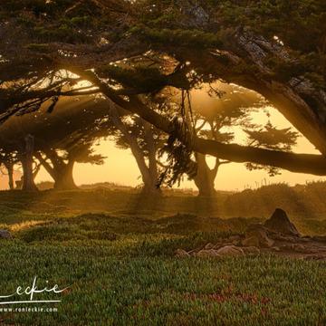 Cypress Trees at Pacific Grove, USA