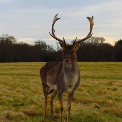 Deer Spotting in Phoenix Park, Dublin, Ireland, Ireland