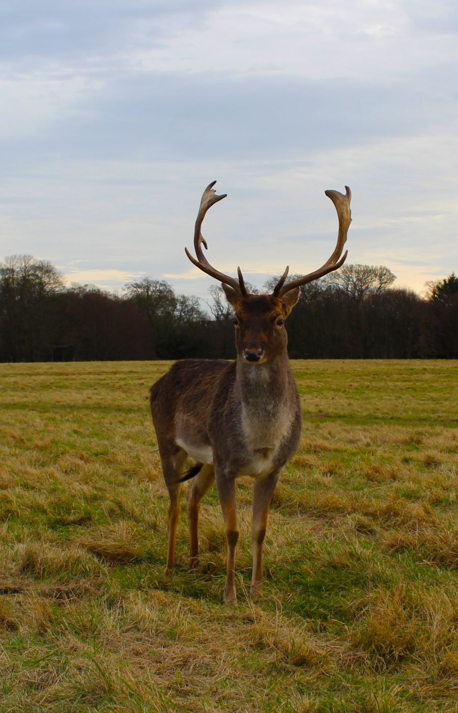 Deer Spotting in Phoenix Park, Dublin, Ireland, Ireland