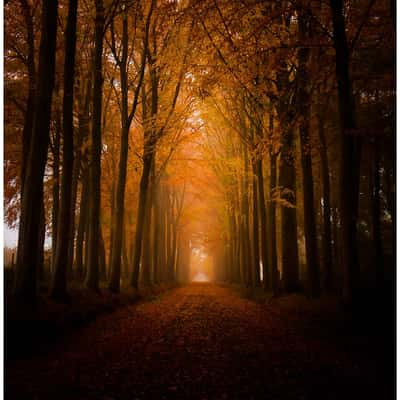 Drive to the castle, Belgium