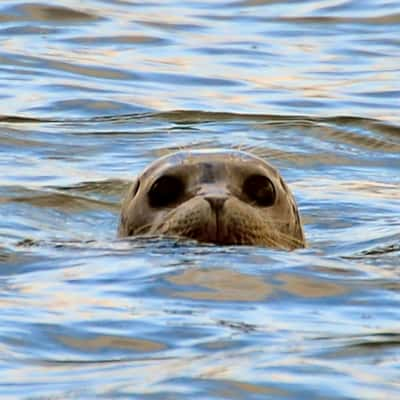 Elkorn Slough in Moss Landing, USA