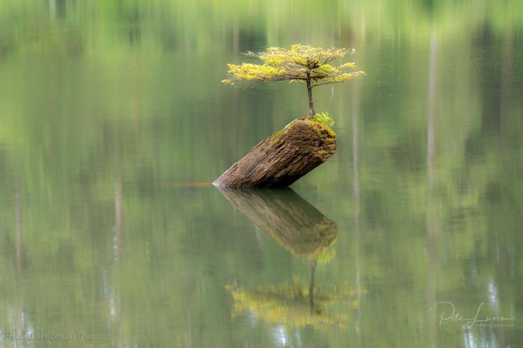 Fairy Lake Bonsai Tree
