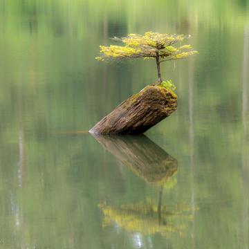 Fairy Lake Bonsai Tree, Canada