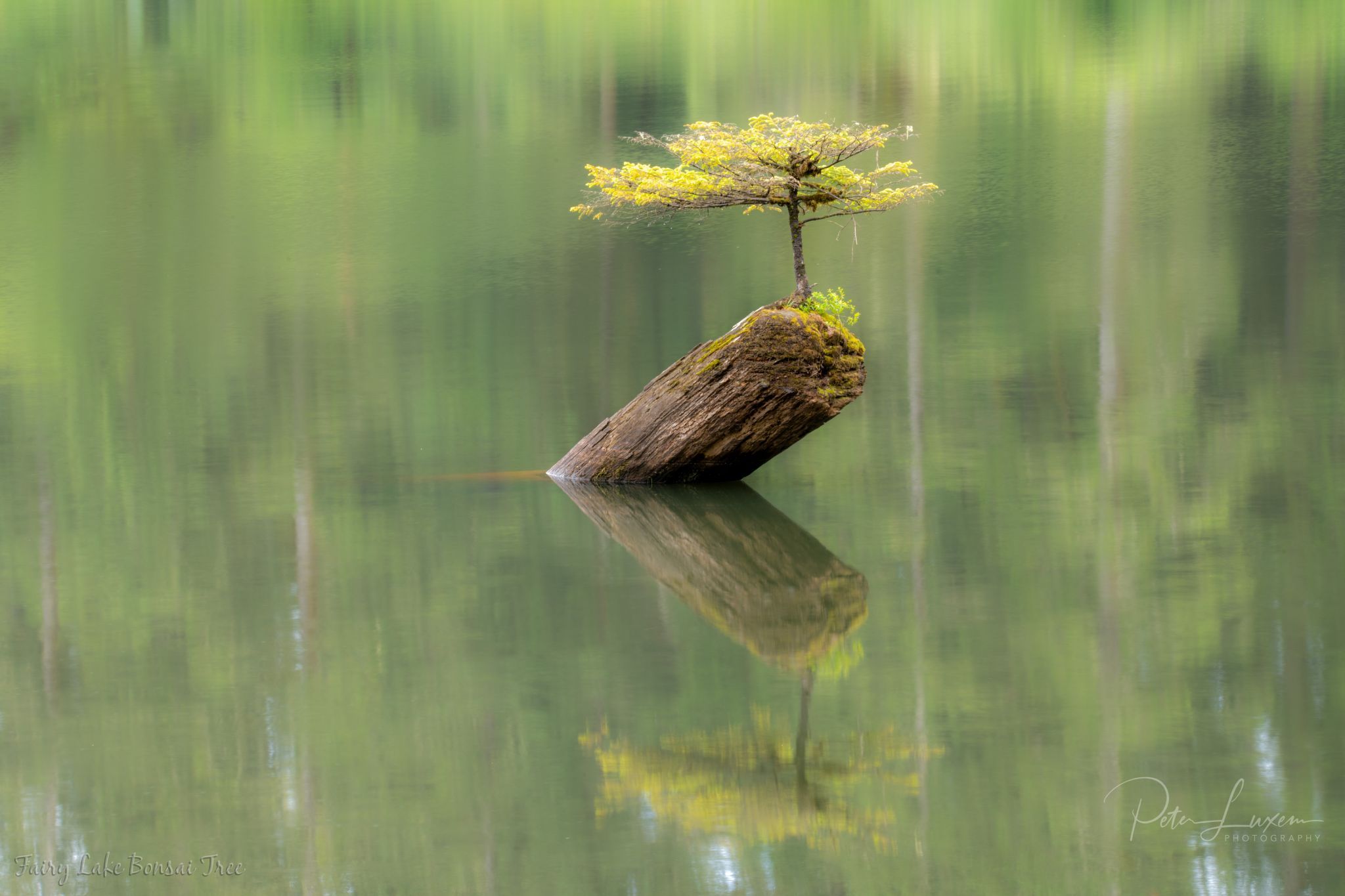 Fairy Lake Bonsai Tree, Canada