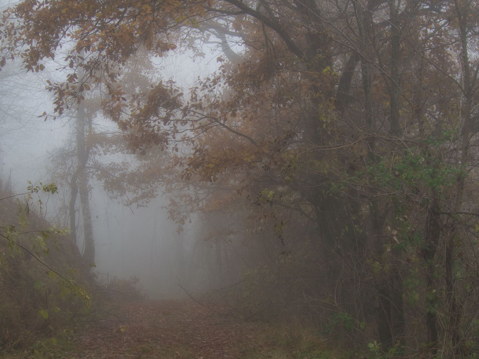 Foggy Morning in Piemonte, Italy