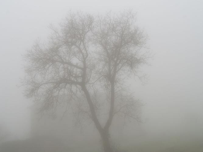 Foggy Morning in Piemonte