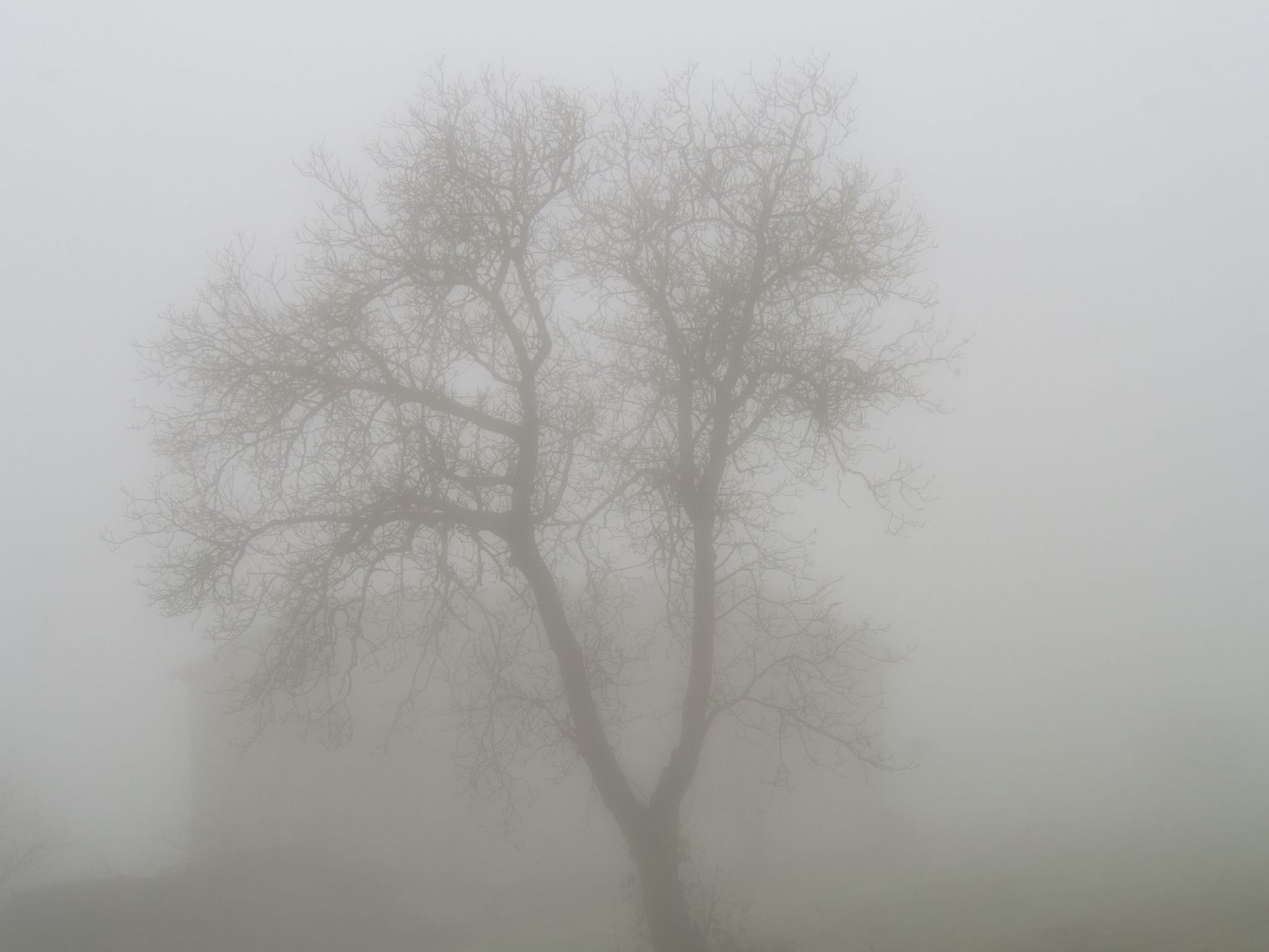 Foggy Morning in Piemonte, Italy