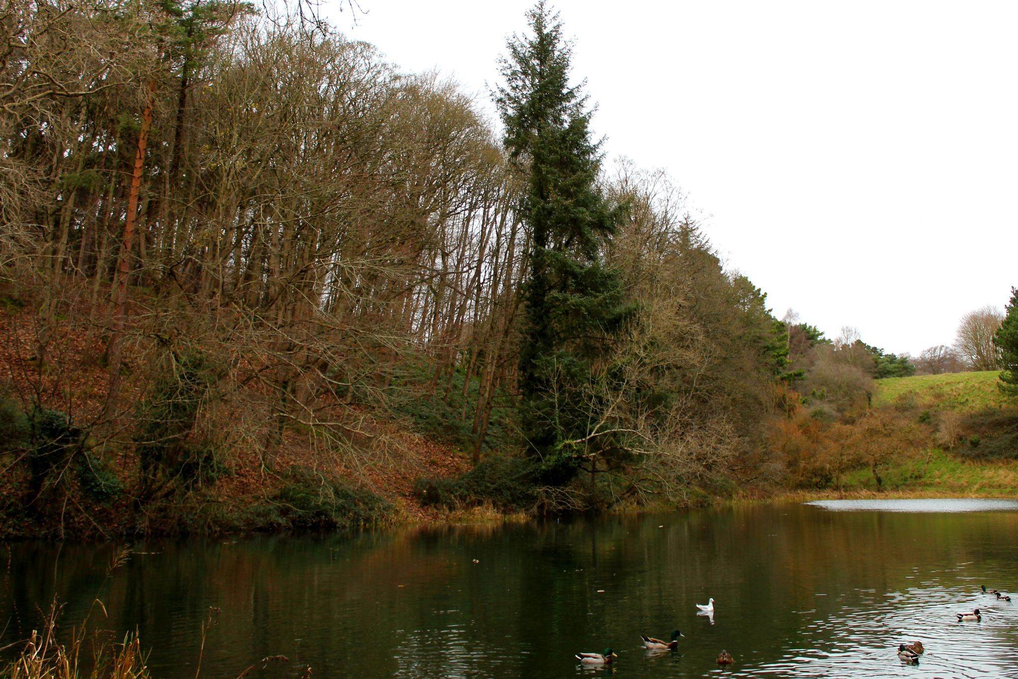 Glen Pond, Pheonix Park, Dublin, Ireland