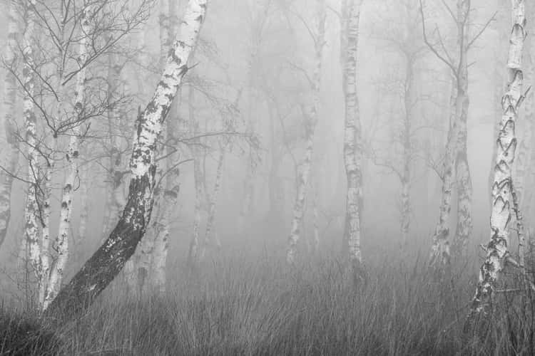 Himmelmoor