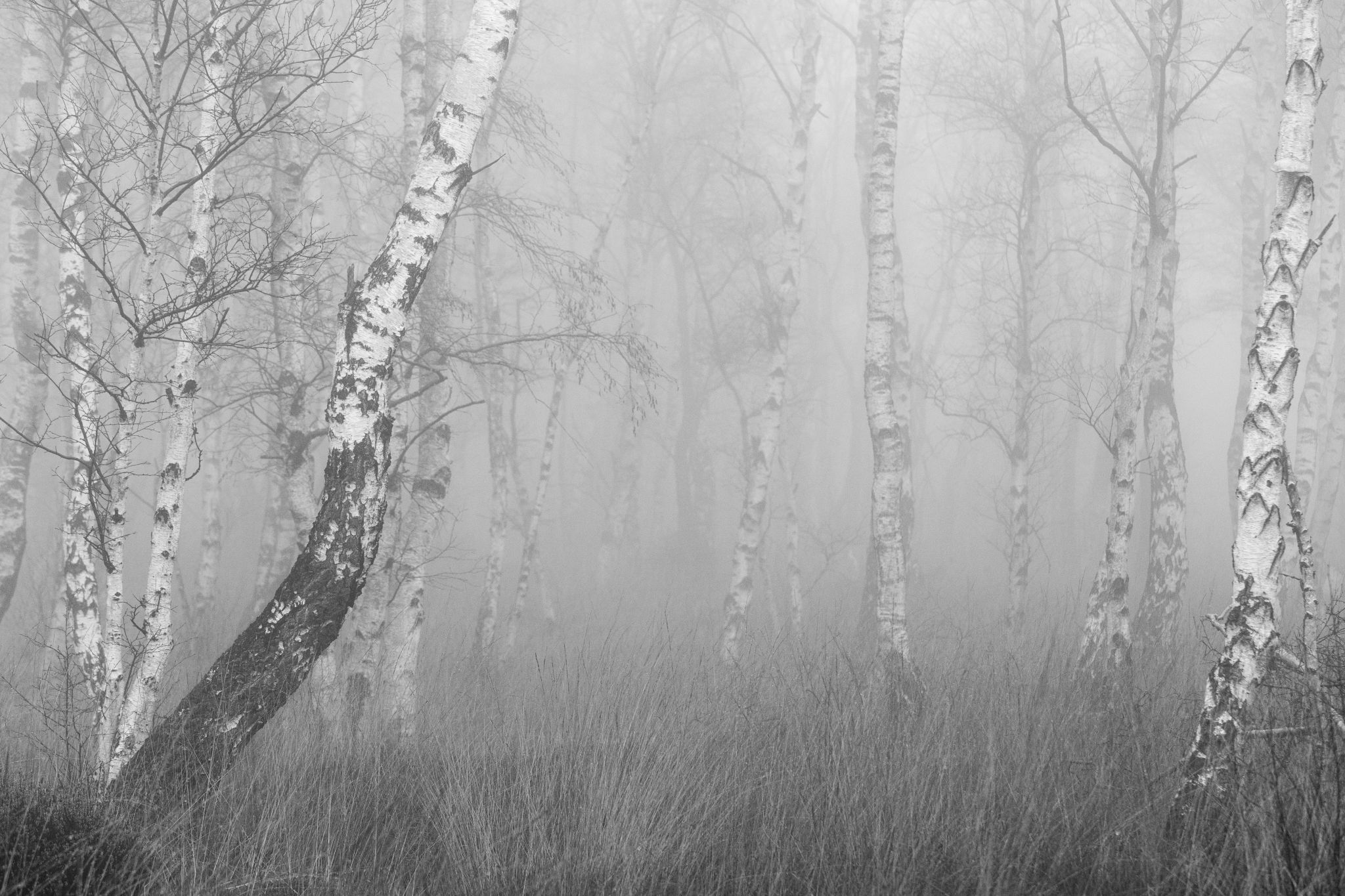 Himmelmoor, Germany