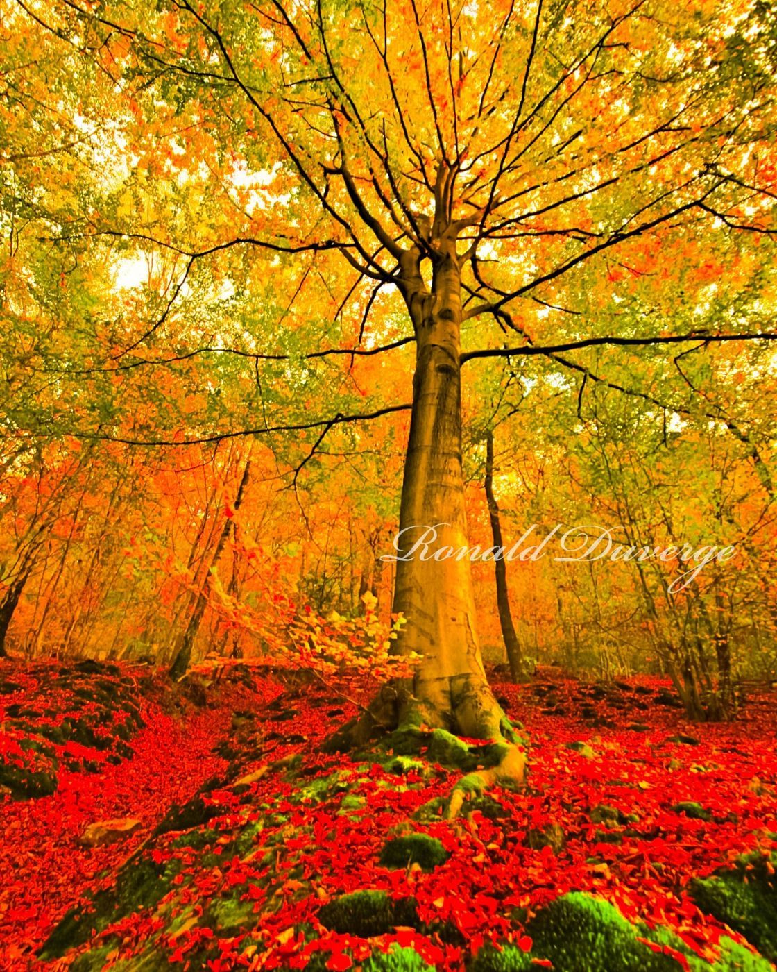 Jalhay, Belgium