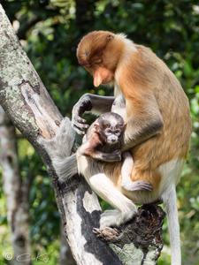 Labuk Bay Proboscic Monkey Sanctuary
