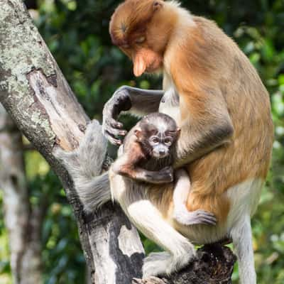 Labuk Bay Proboscic Monkey Sanctuary, Malaysia