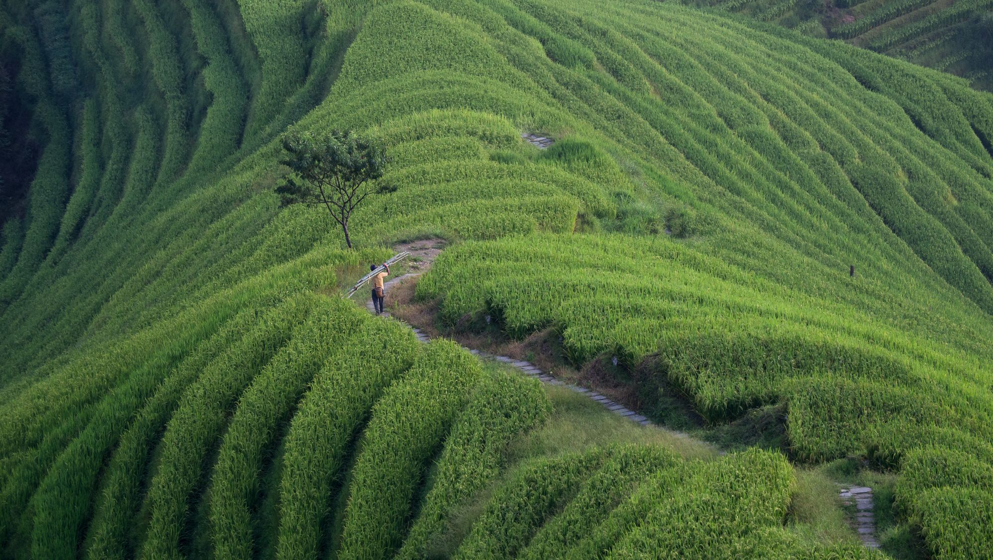 Longii rice terraces, China