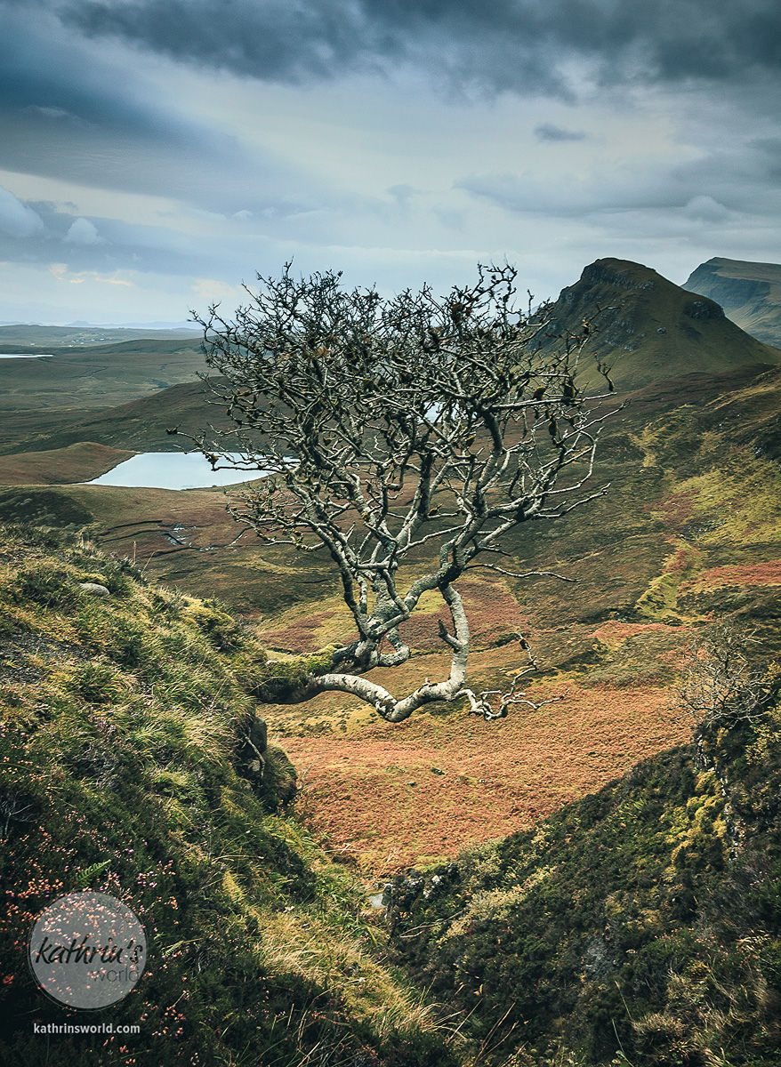 Lonely Tree at Quiraing, United Kingdom