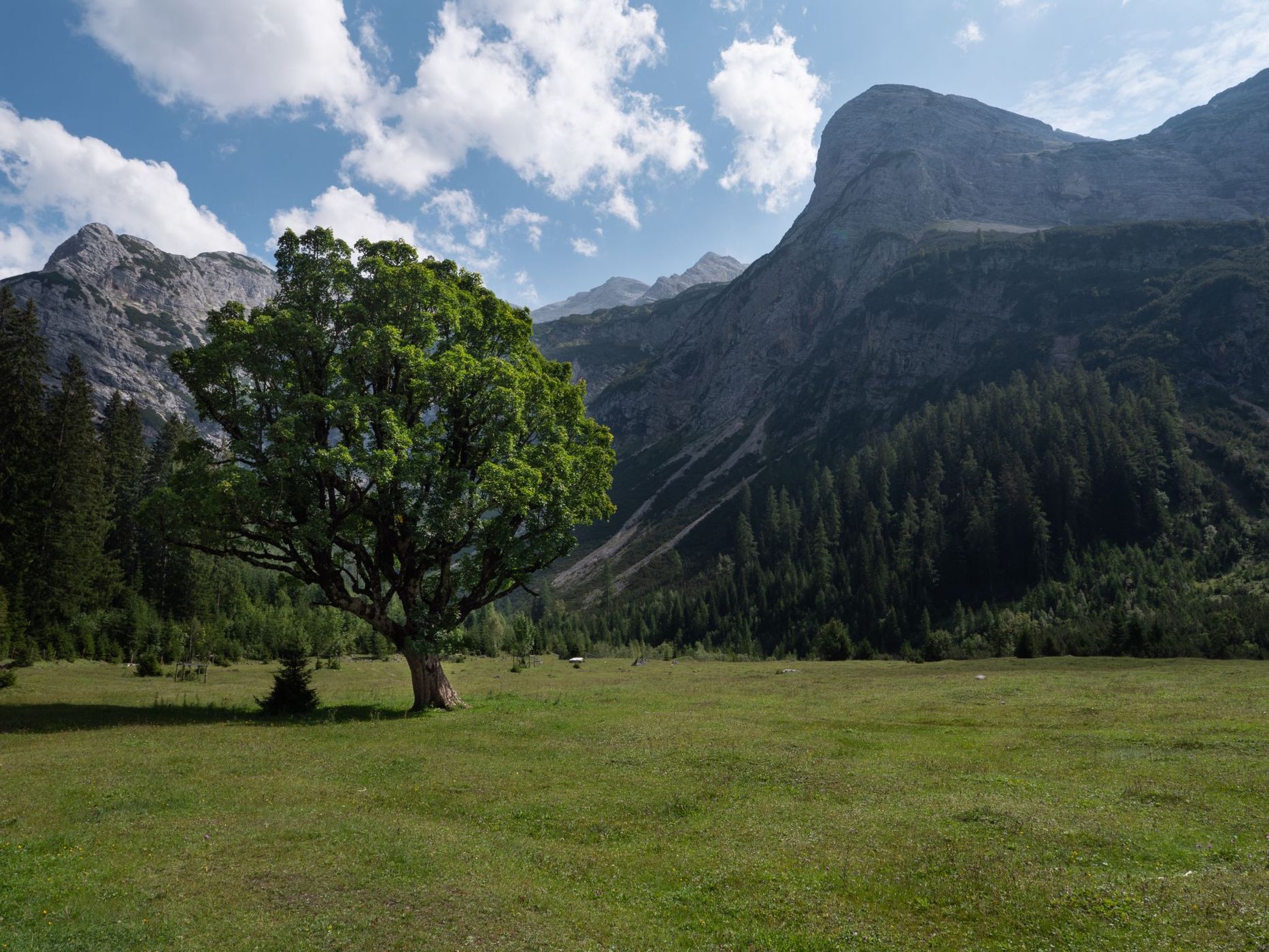 Lonley Tree, Austria