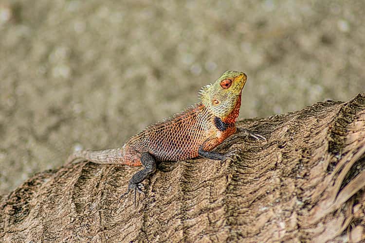 Meeru Island