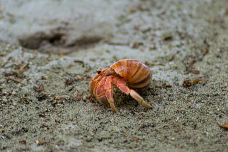 Meeru Island