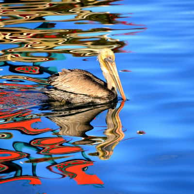 Monterey Bay, California, USA