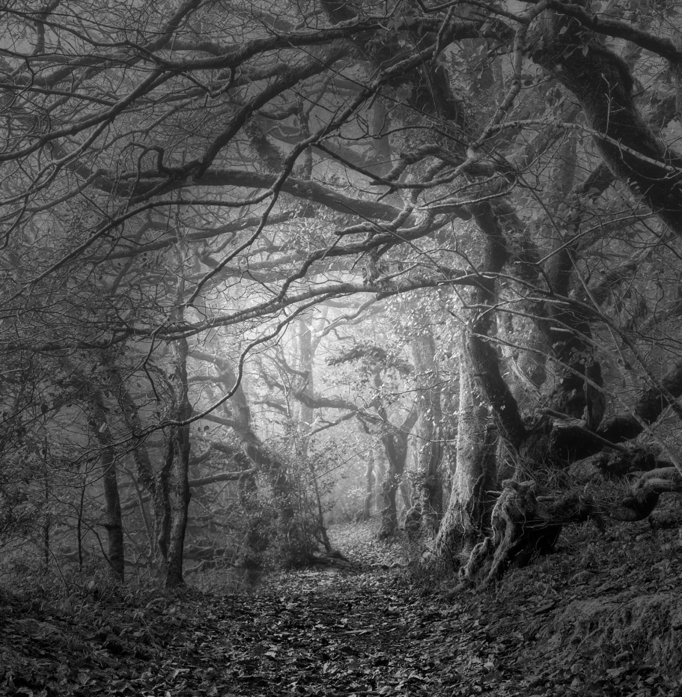 Plymbridge woods, United Kingdom