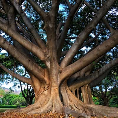 Queens Gardens, Australia