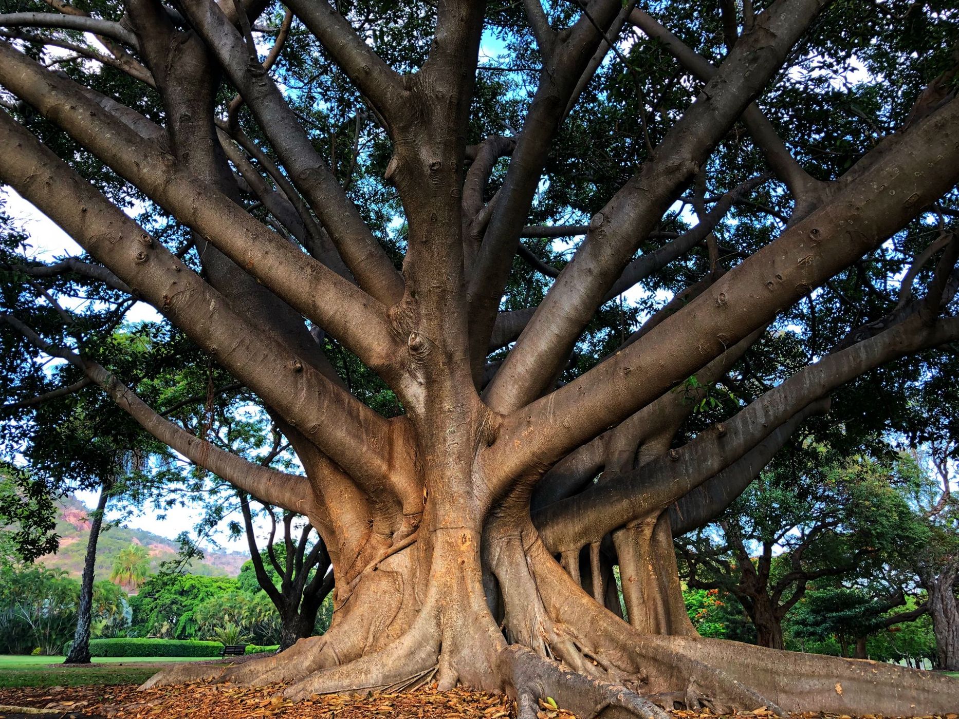 Queens Gardens, Australia