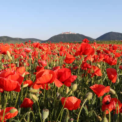 Red poppy field Göttweig, Austria