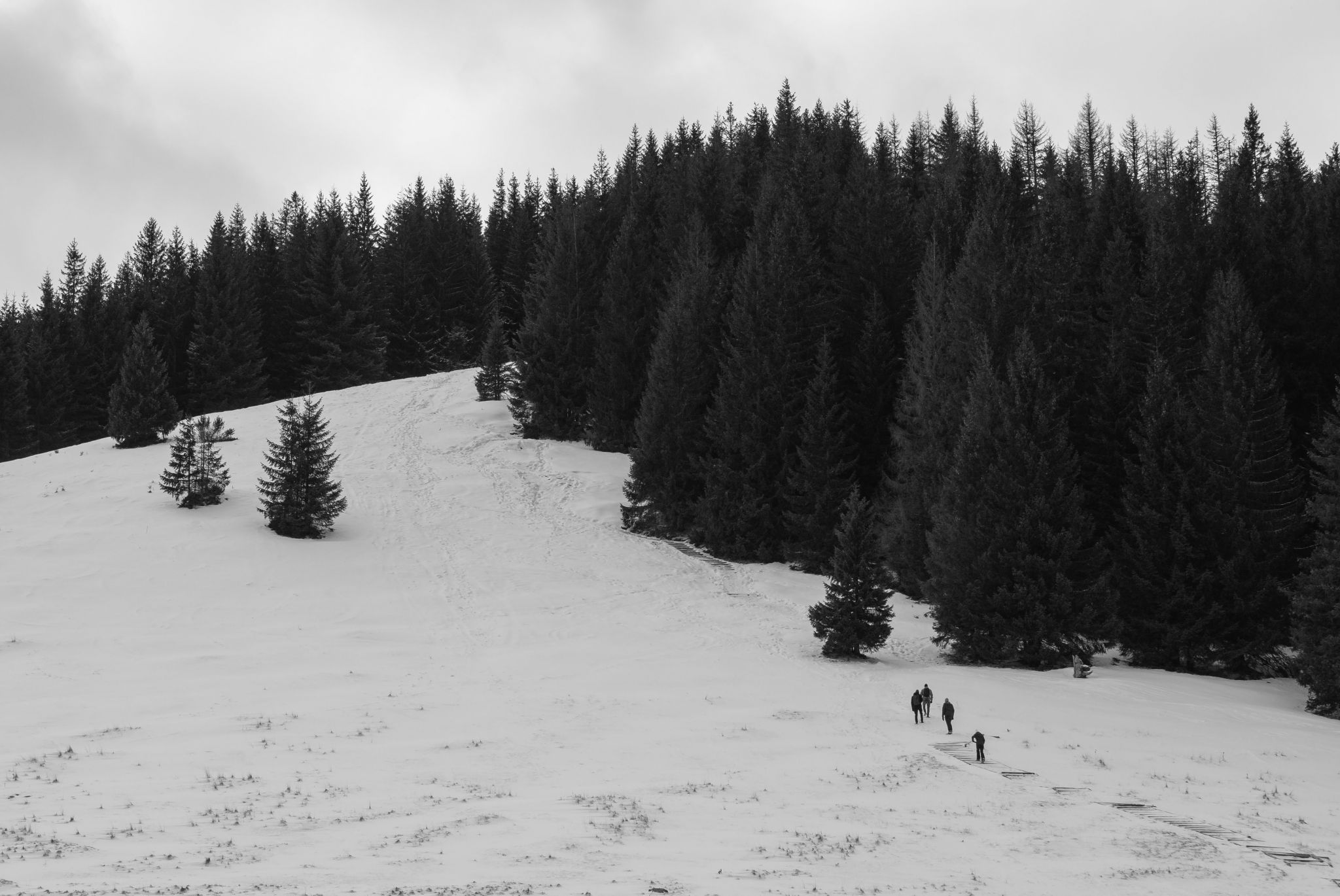 Rusinowa Clearing, Poland