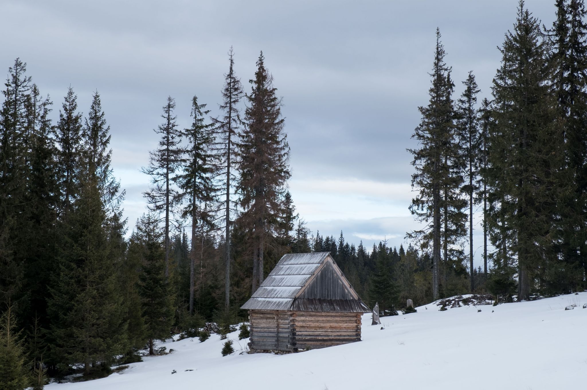 Rusinowa Clearing, Poland
