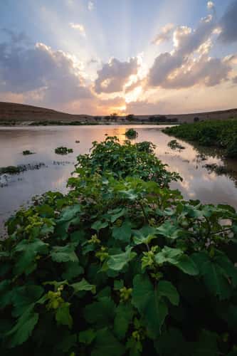 salbukh dam