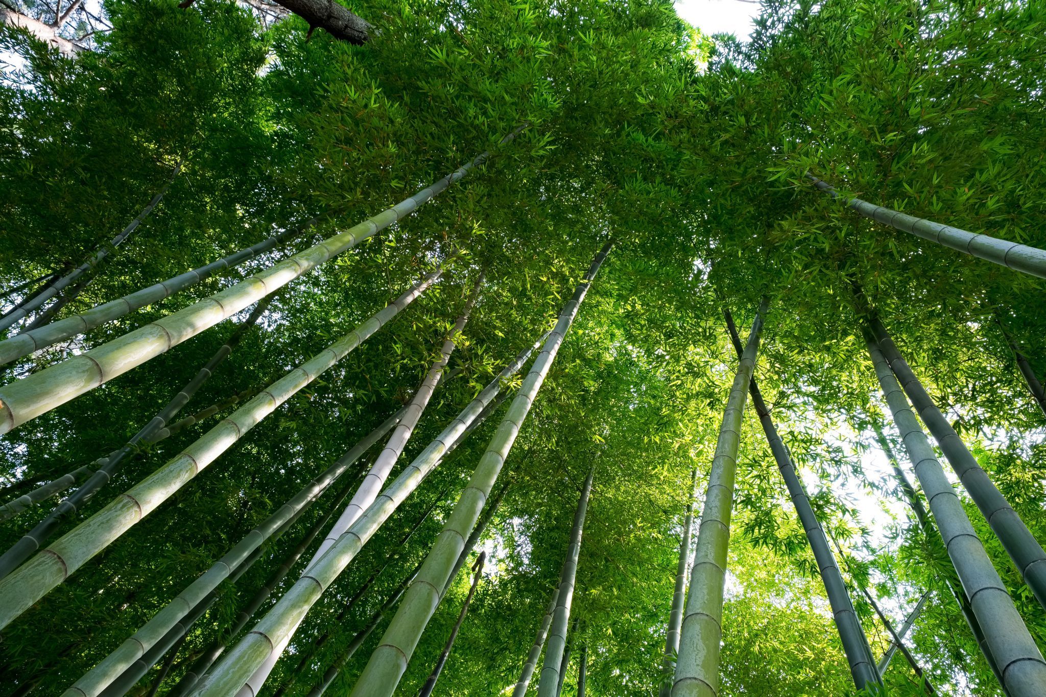 Sankei-en Garden, Japan