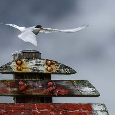 Small fishing harbor before Sudavik, Iceland