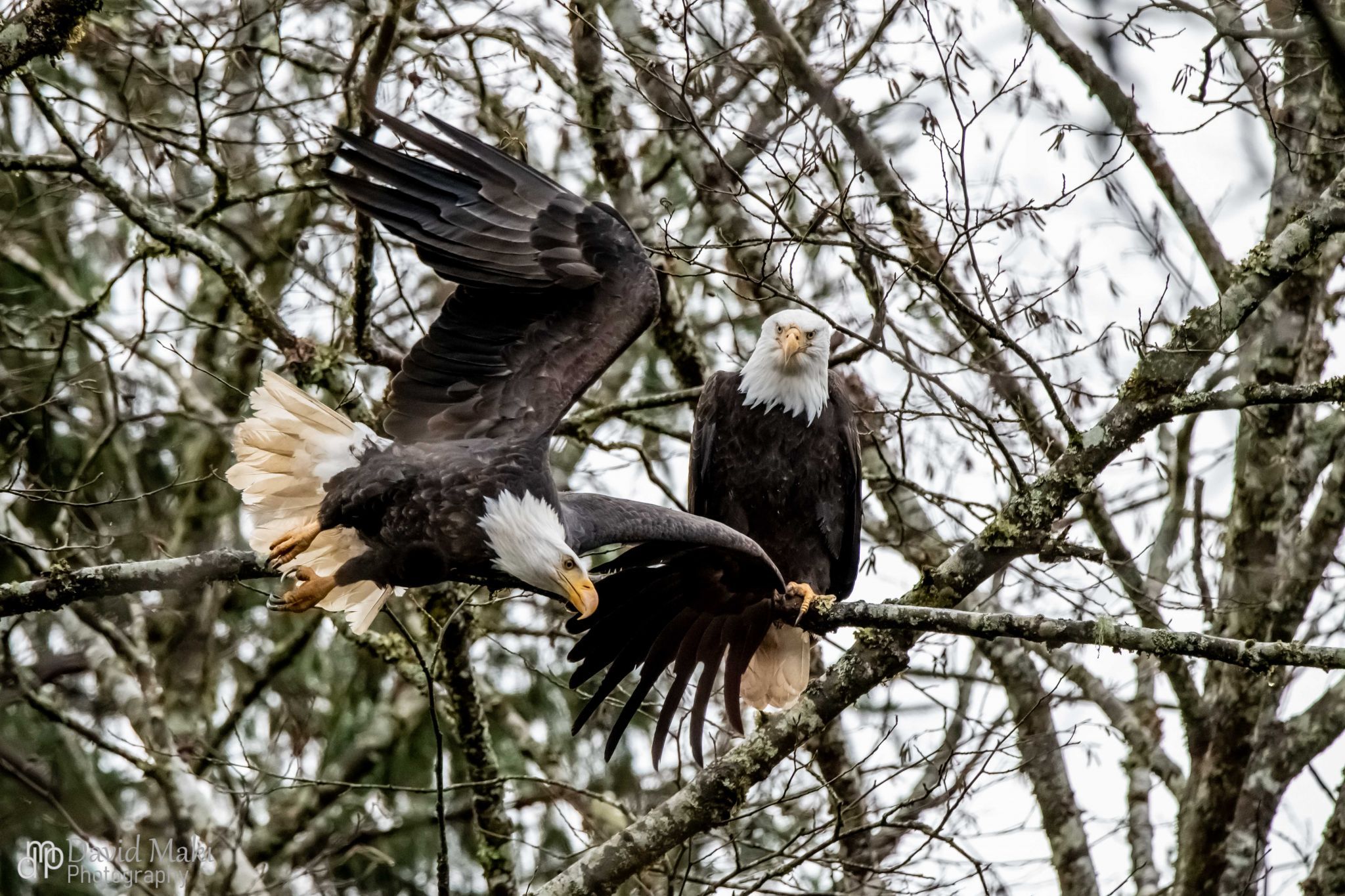 Squamish Eagles, Canada