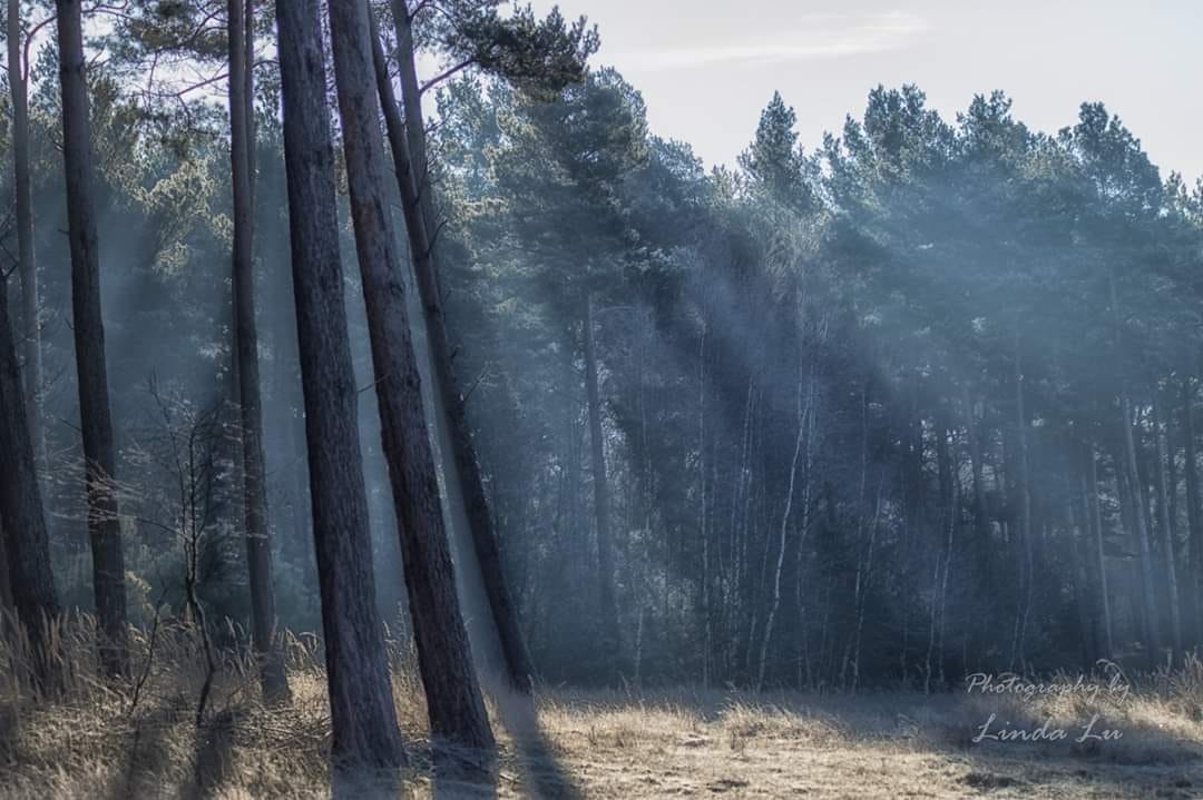 Teverener Heide, Germany
