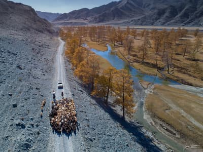 The herd on the road