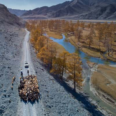 The herd on the road, Mongolia