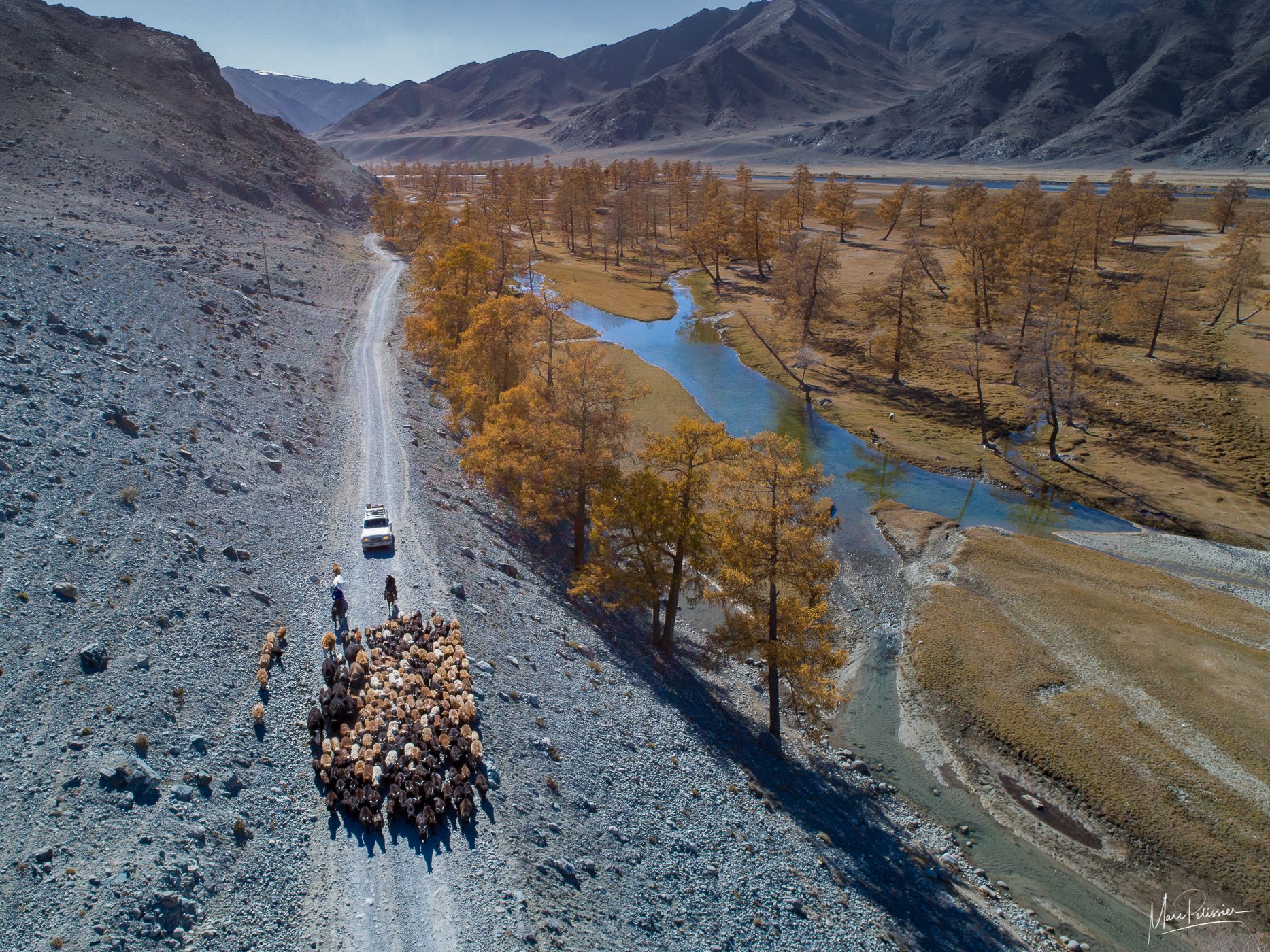 The herd on the road, Mongolia
