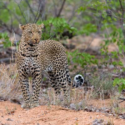 Umbabat Nature reserve, South Africa