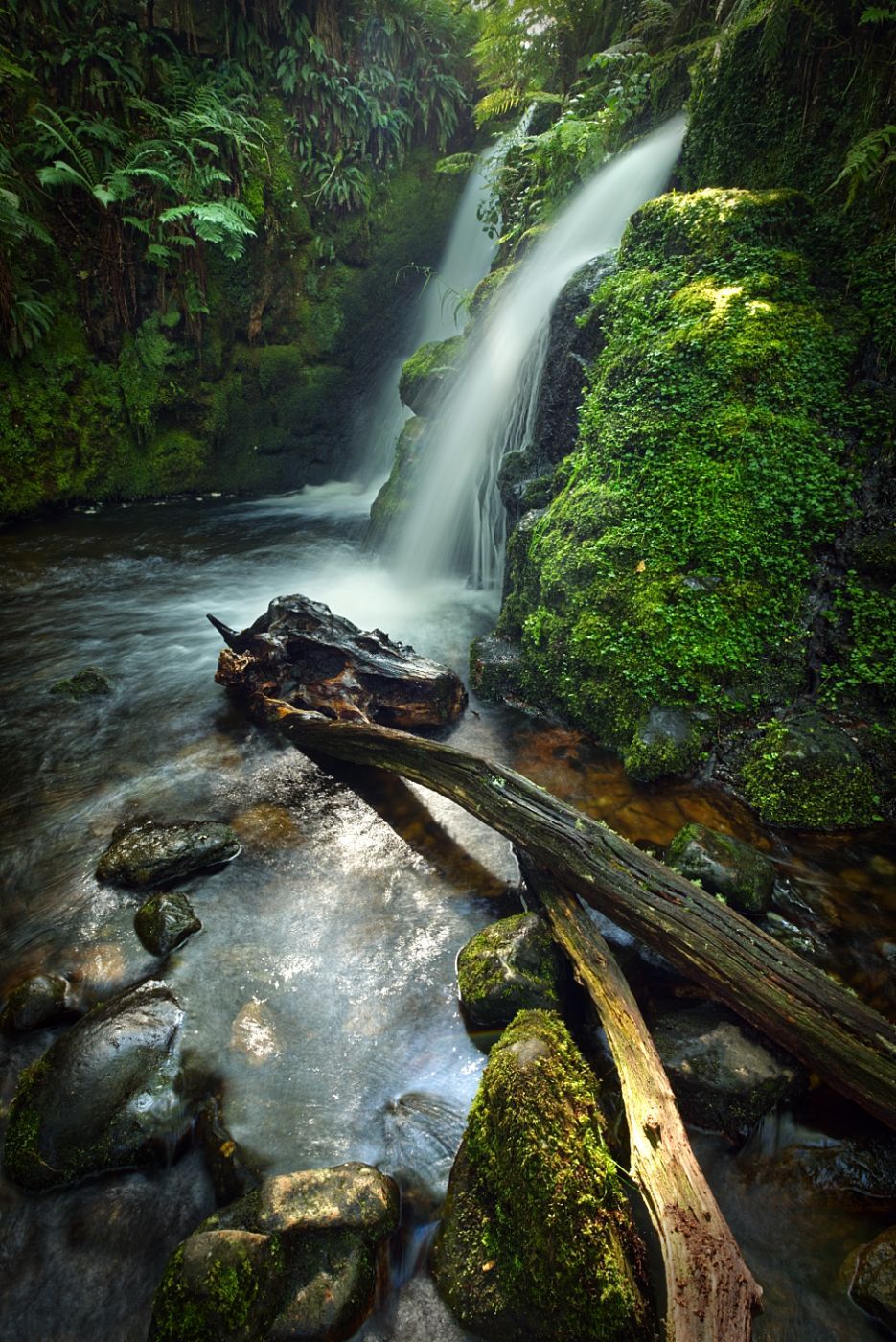 Venford woods, United Kingdom